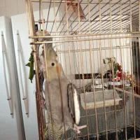 عروس هلندی هشت ماهه|پرنده|شاهرود, |دیوار