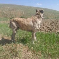 سگه قله دار