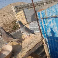 کفتر پلاکی|پرنده|شیراز, دست خضر|دیوار
