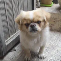 سگ پاکوتاه گمشده|حیوانات|مراغه, |دیوار