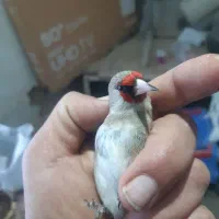 جوجه سهره