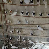 کفتر|پرنده|قم, کلهری|دیوار