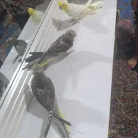 جوجه عروس ۳ماه نژاد سخنگو|پرنده|کرمان, |دیوار