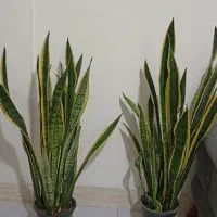 گل سانسوریا پر غلاف و پر پاجوش|گل و گیاه طبیعی|تربت جام, مطهری|دیوار