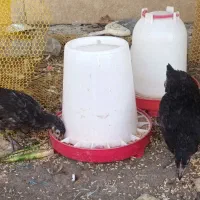 جوجه مرغ تخم گذار