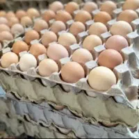 فروش تخم مرغ نطفه دار و خراکی|حیوانات مزرعه|میبد, |دیوار