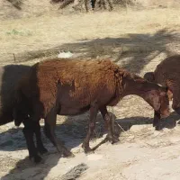میش افشار اصل