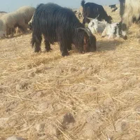 بز شهر کردی جوان