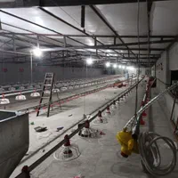 نیمچه نوچه ۷۰ روزه و ۴ ماهه+جوجه واکسن خورده بلک|حیوانات مزرعه|قم, نیروگاه|دیوار