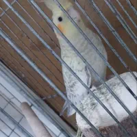 عروس هلندی|پرنده|قرچک, محمد آباد|دیوار