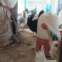 تخم نطفه دار گلین|حیوانات مزرعه|خمینیشهر, |دیوار