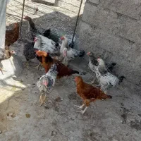 جوجه خروس|حیوانات مزرعه|شیراز, شریف‌آباد|دیوار
