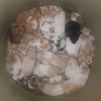 همستر کمپل و همستر سوری