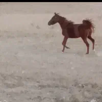 کره مادیان(معاوضه)