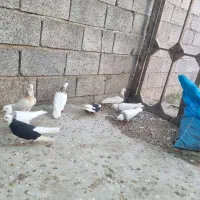 کفتر طوقی با دوکت شازده