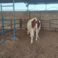 فروش دوراس تلیسه سمیینتال اصل|حیوانات مزرعه|نیشابور, ریوند|دیوار