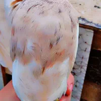 کفتر طوقی شازده|پرنده|شیراز, هفت تنان|دیوار