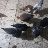 با سلام چند عدد جوجه بفروش میرسد
