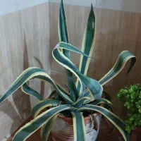 گل آگاو گلدان پره پاجوش و بچه