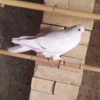 کبوتر غریب|پرنده|خان ببین, |دیوار