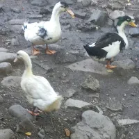فروش اردک نر