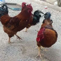 خروس محلی