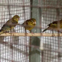 تعدادی جوجه قناری سبز  چمنی نر