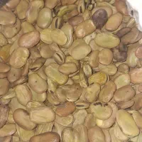 فروش باقله محلی رامهرمز مناسب جهت کاشت