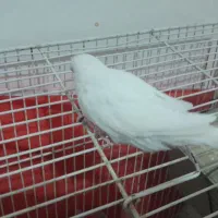 جوجه مرغ عشق سفید|پرنده|بیرجند, |دیوار