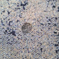 فرش|فرش|تهران, والفجر (افسریه)|دیوار