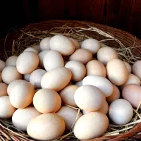 تخم مرغ محلی