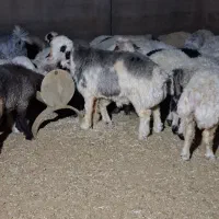 فروش دو راس بره نر درجه یک جهت قوچی.( بذری)