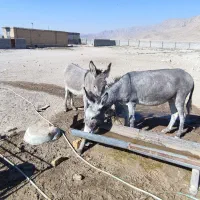 الاغ|حیوانات مزرعه|شیراز, داریون|دیوار