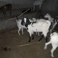 کهره و بره چاق گوشتی|حیوانات مزرعه|درگهان, |دیوار