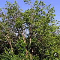 گیلاس کارگر جهت جمع آوری گیلاس درخت گیلاس