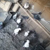 کبوتر تهرانی  تیرماهی|پرنده|ماهیدشت, |دیوار