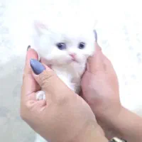 گربه پرشین|گربه|گلستان (تهران), |دیوار