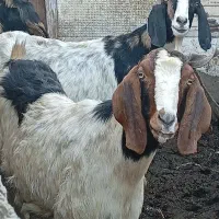 بز نر و ماده پاکستانی|حیوانات مزرعه|مزرعه کتول, |دیوار