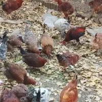 مرغ و خروس گلپایگانی