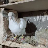 پرشی|پرنده|فیروزه, |دیوار