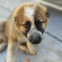 شاه توله سراب اصیل خالص|سگ|کرج, خرمدشت|دیوار