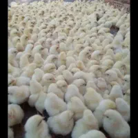 جوجه گوشتی راس ۳۰۸ به شرط وزن گیری و ضمانت فروش