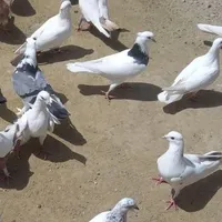 کبوتر|پرنده|کنارک, |دیوار
