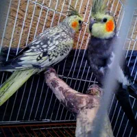 فروشی|پرنده|پاوه, |دیوار