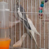 عروس هلندی های بالغ|پرنده|بجنورد, |دیوار