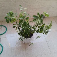 سلام گل شفلورا