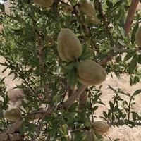 فروش خانه باغ موچش ۳۸۵۰ متری رمشت، ۱ خوابه|فروش خانه و ویلا|سنندج, |دیوار