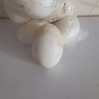 تعداد تخم غاز موجود است