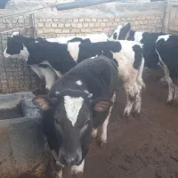 چهار راس گوساله ماده