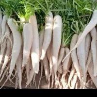 ترب کارزان عمده